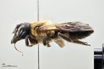 Media type: image;   Entomology 610931 Aspect: habitus lateral view